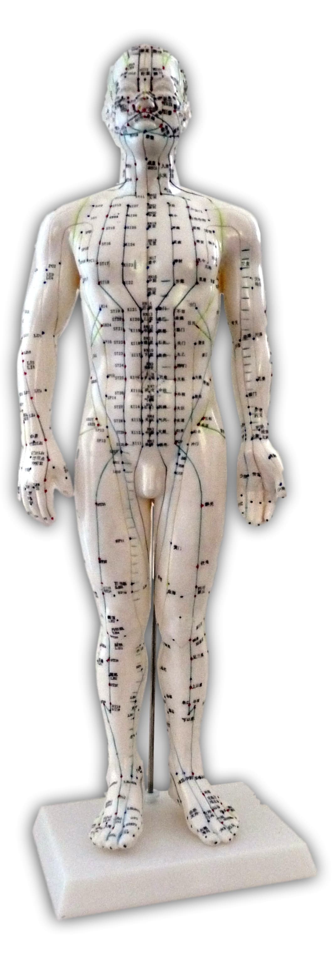 Mannequin d'acupuncture 50cm